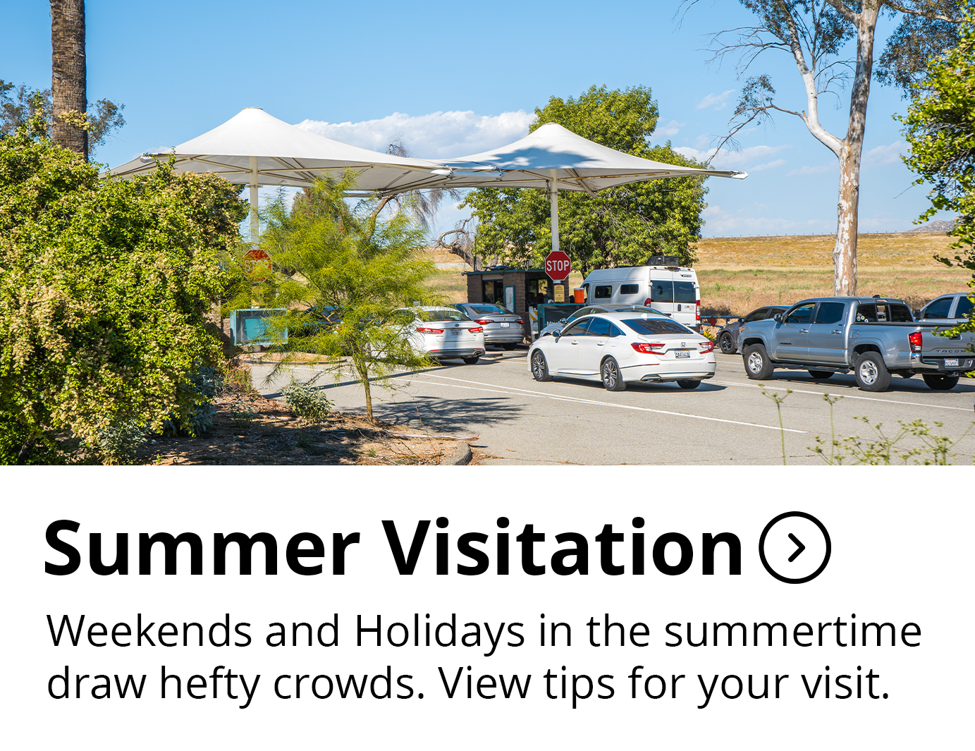 Summer Visitation Button